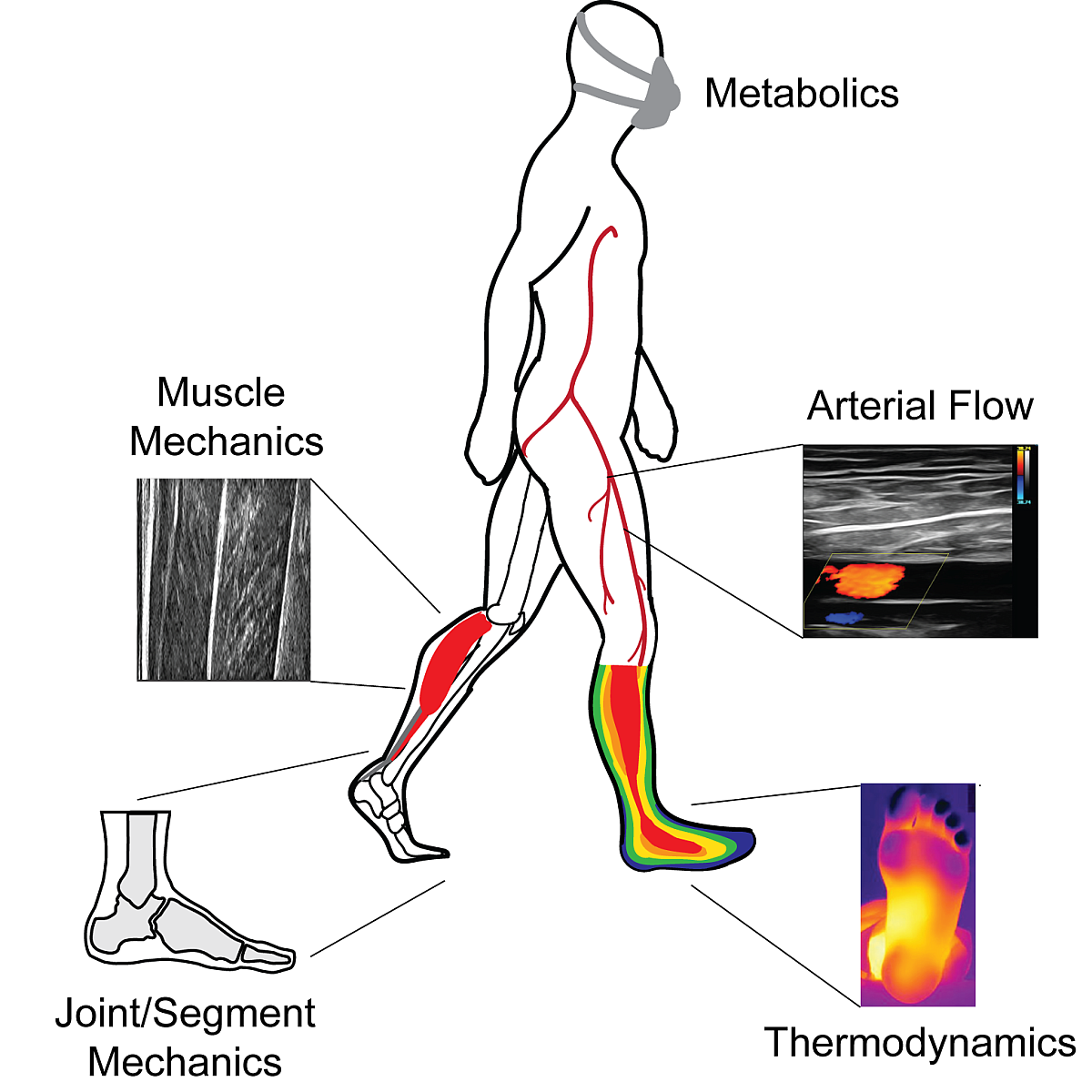 Walker with muscle blood thermal