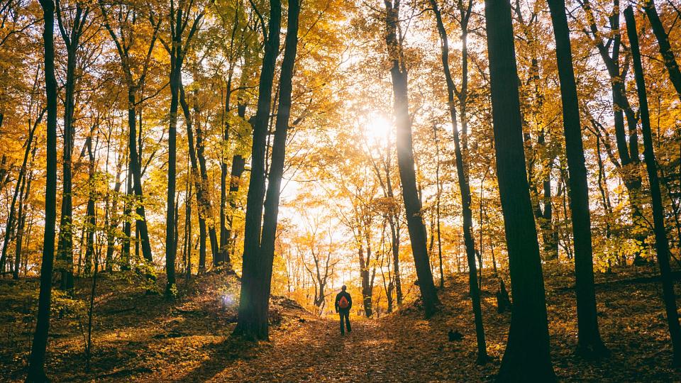 Walking in Nature