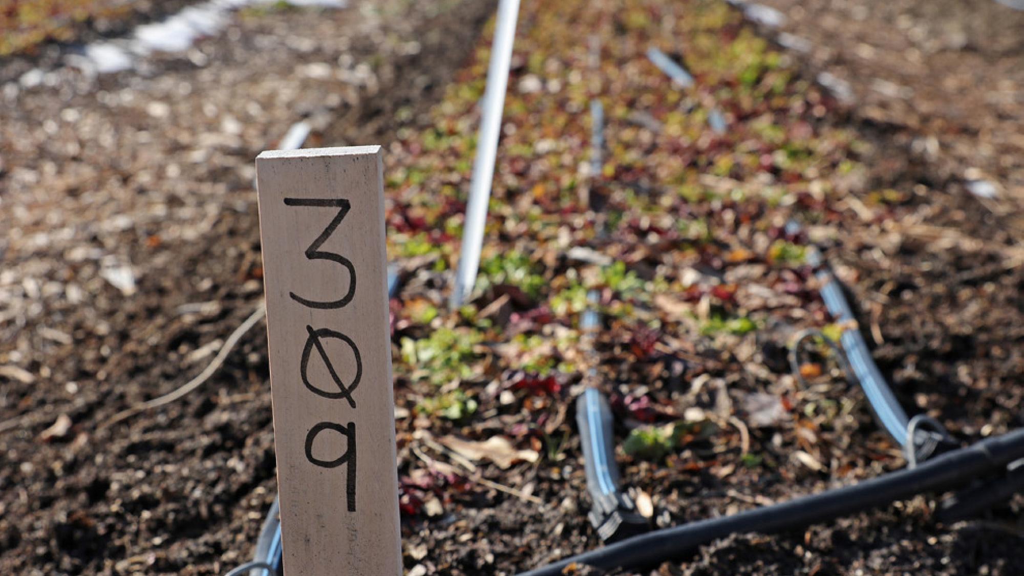 Seedlings at the Green Phoenix Farm plots